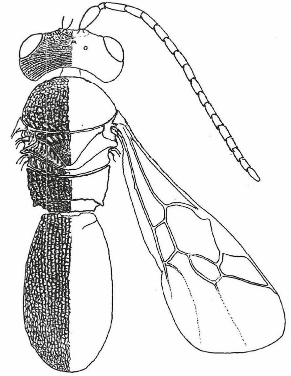 ♂ body (general dorsal view)