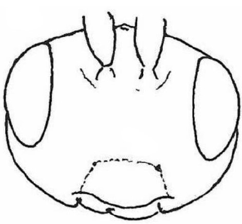 head (frontal view)