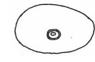 posterior end