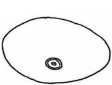 posterior end