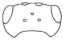 head, dorsal view