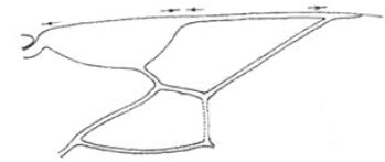 ♂ distal part of right fore wing