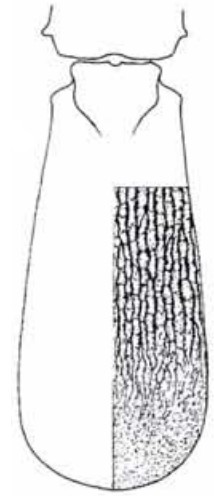 ♂ carapace in dorsal view with indication of its sculpture