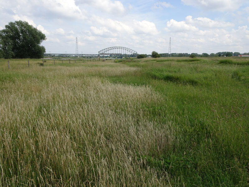 fotos/gras.jpg