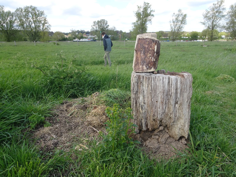 hout-1.jpg