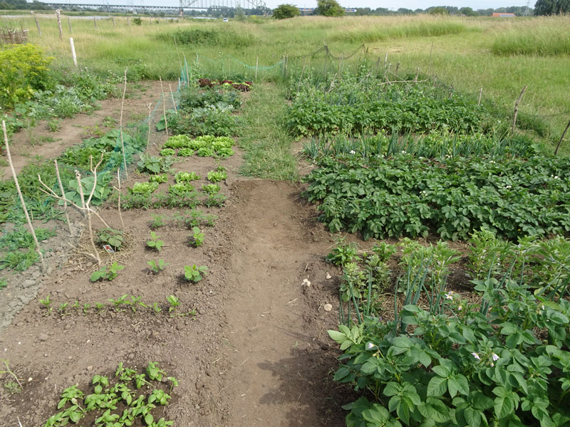 moestuin-2020.jpg