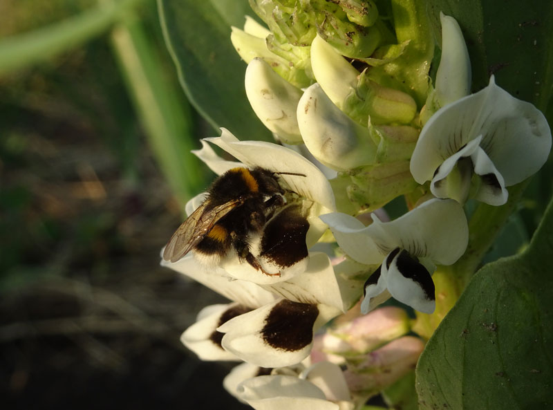 tuinboonhommel.jpg